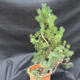 Borovoce lesní - Pinus sylvestris  KA-12 - 2/6