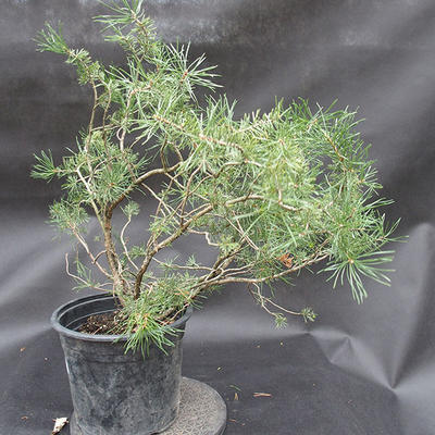Borovoce lesní - Pinus sylvestris  KA-13 - 2