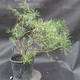 Borovoce lesní - Pinus sylvestris  KA-13 - 2/6