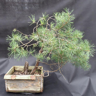 Borovoce lesní - Pinus sylvestris  KA-14 - 2