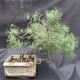 Borovoce lesní - Pinus sylvestris  KA-14 - 2/5