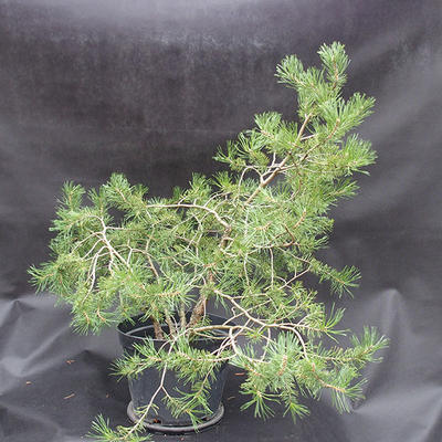 Borovoce lesní - Pinus sylvestris  KA-15 - 2