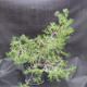 Borovoce lesní - Pinus sylvestris  KA-15 - 2/5