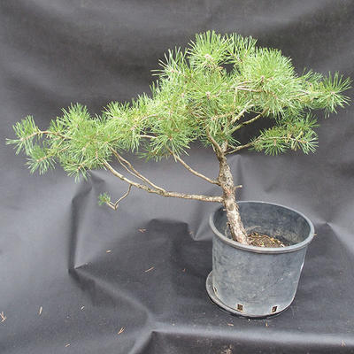 Borovoce lesní - Pinus sylvestris  KA-16 - 2