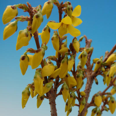 Venkovní bonsai -Zlatice - Forsythia intermedia Week End - 2