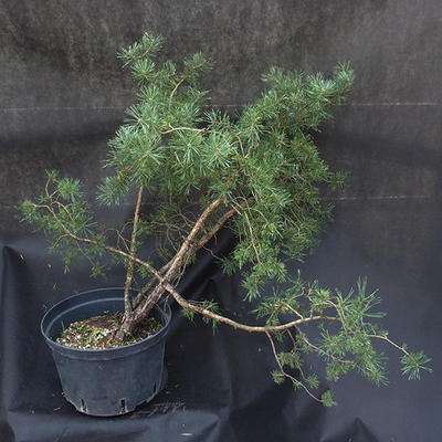 Borovoce lesní - Pinus sylvestris  KA-18 - 2