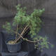 Borovoce lesní - Pinus sylvestris  KA-18 - 2/5