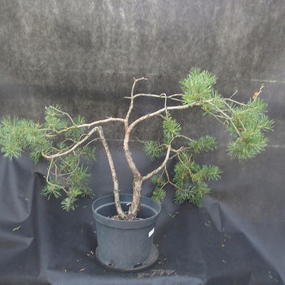 Borovoce lesní - Pinus sylvestris  KA-19 - 2