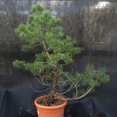 Borovoce lesní - Pinus sylvestris  KA-20 - 2