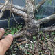 Borovoce lesní - Pinus sylvestris  KA-21 - 2/3