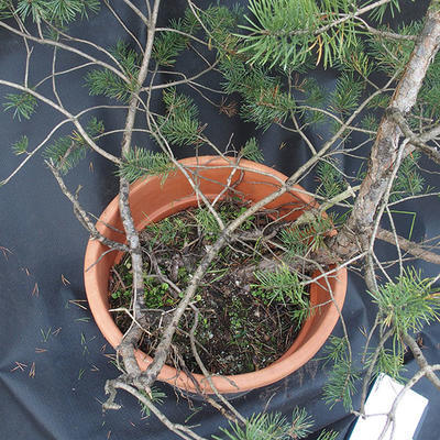 Borovoce lesní - Pinus sylvestris  KA-22 - 2