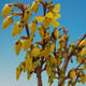 Venkovní bonsai -Zlatice - Forsythia intermedia Week End - 2/3
