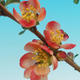 Venkovní bonsai - Chaneomeles s. Red Joy - Kdoulovec - 2/4