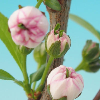 Venkovní bonsai - Japonská sakura - Prunus glandulosa  Rosea - 2