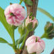 Venkovní bonsai - Japonská sakura - Prunus glandulosa  Rosea - 2/4