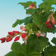Venkovní bonsai - Meruzalka krvavá - Ribes sanguneum VB2020-783 - 2/2
