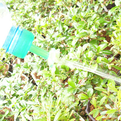 Bonsai kropítko na PET lahev zelené 10ks, zelené - 2
