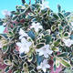 Pokojová bonsai - Serissa foetida - Strom tisíce hvězd - 2/2
