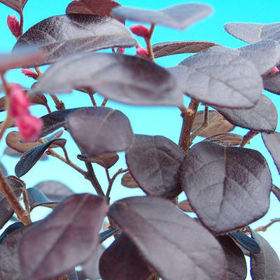 Pokojová bonsai-Loropetalum chinensis PB215475 - 2