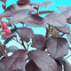 Pokojová bonsai-Loropetalum chinensis PB215475 - 2/3