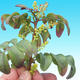 Pokojová bonsai-Pistácie PB2191225 - 2/3