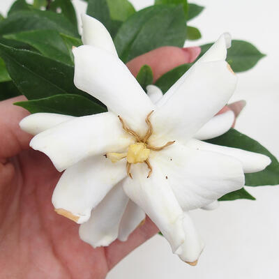 Izbová bonsai - Gardenia jasminoides-Gardenie - 2