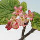 Venkovní bonsai - Meruzalka krvavá - Ribes sanguneum - 2/4