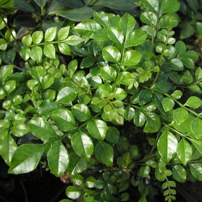 Pokojová bonsai - Fraxinus uhdeii - pokojový Jasan PB2191284 - 2
