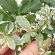 Pokojová bonsai -Ligustrum variegata - Ptačí zob - 2/4
