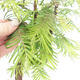 Venkovní bonsai - Metasequoia glyptostroboides - Metasekvoje čínská - 2/3