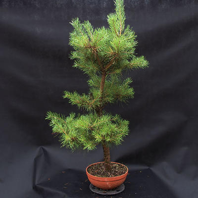 Borovice lesní - Pinus sylvestris NO-3 - 2