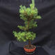 Borovice lesní - Pinus sylvestris NO-3 - 2/5