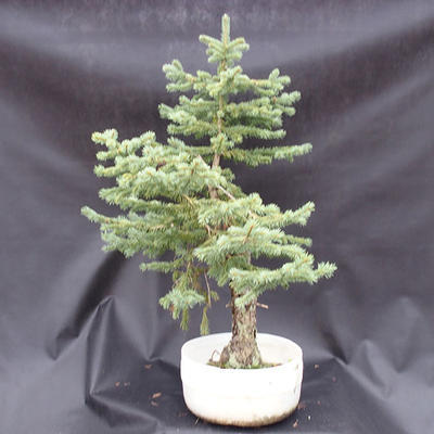 Smrk - Picea pungens NO-6 - 2
