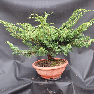Jalovec čínský- Juniperus chinensis NO-17 - 2