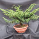 Jalovec čínský- Juniperus chinensis NO-17 - 2/4