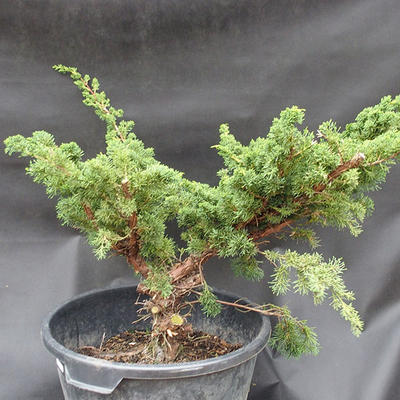 Jalovec čínský- Juniperus chinensis NO-18 - 2