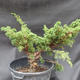 Jalovec čínský- Juniperus chinensis NO-18 - 2/6