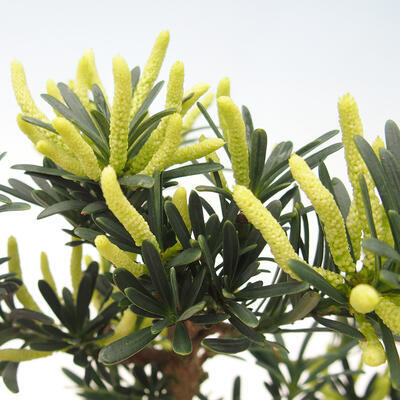 Pokojová bonsai - Podocarpus - Kamenný tis - 2