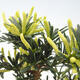 Pokojová bonsai - Podocarpus - Kamenný tis - 2/5