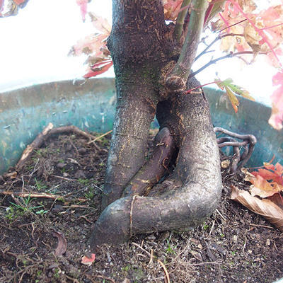 Japonský javor - Acer palmatum WO-18 - 2