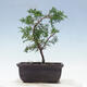 Venkovní bonsai - Juniperus chinensis Itoigawa-Jalovec čínský - 3/4