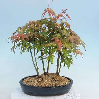 Acer palmatum  - Javor dlanitolistý - lesík - 3
