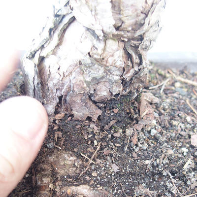 Pinus parviflora - borovice drobnokvětá VB2020-130 - 3