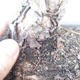 Pinus parviflora - borovice drobnokvětá VB2020-130 - 3/3