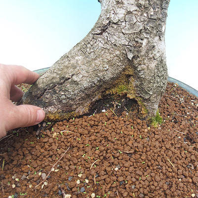 Venkovní bonsai  - Ulmus Glabra - Jilm - 3
