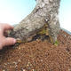 Venkovní bonsai  - Ulmus Glabra - Jilm - 3/3