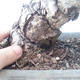 Pinus parviflora - borovice drobnokvětá VB2020-125 - 3/3