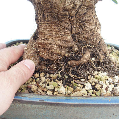 Pokojová bonsai - Olea europaea sylvestris -Oliva evropská drobnolistá PB220629 - 3