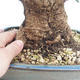 Pokojová bonsai - Olea europaea sylvestris -Oliva evropská drobnolistá PB220629 - 3/5