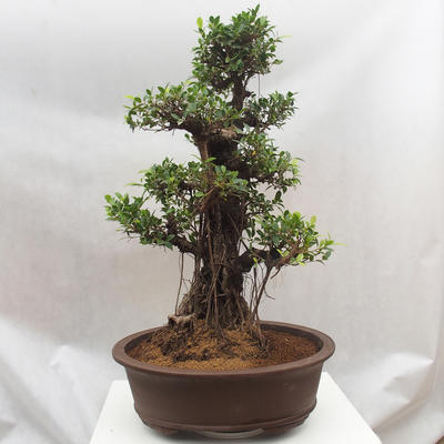 Pokojová bonsai - Ficus retusa -  malolistý fíkus - 3